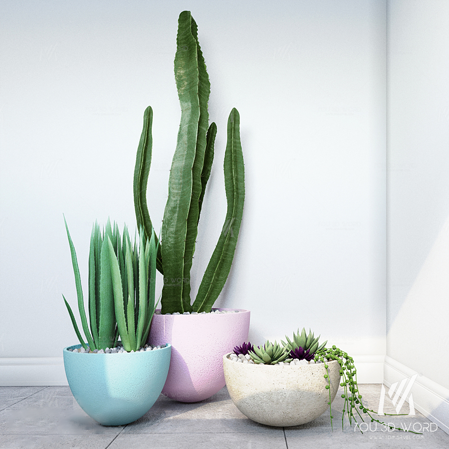 Cactus